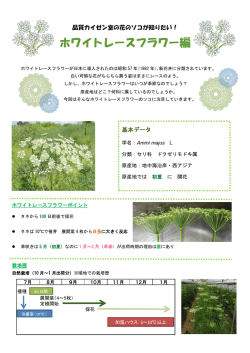 ホワイトレースフラワー編