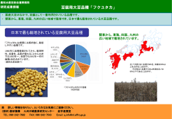 豆腐用大豆品種「フクユタカ」