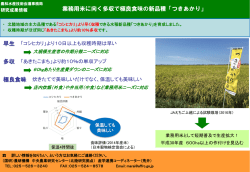 業務用米に向く多収で極良食味の新品種「つきあかり」