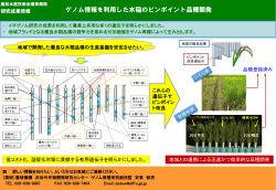 ゲノム情報を利用した水稲のピンポイント品種開発