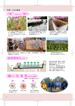 啓翁桜（PDF.1.3MB）