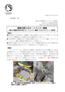 植物の新たなオートファジー経路
