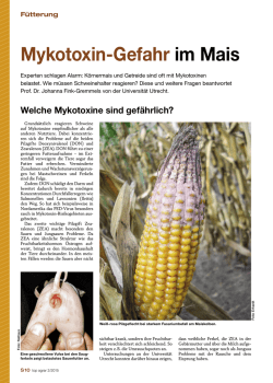Mykotoxin-Gefahr im Mais