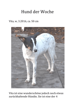 Hund der Woche - Tiervermittlungen