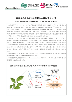 植物のかたちを決める新しい鍵物質をつくる