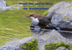 Vogel des Jahres 2017 die Wasseramsel