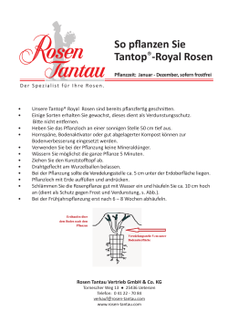 Tantop Royal - Rosen Tantau