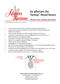 Tantop Royal - Rosen Tantau