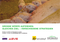 Grosse W&uuml;rfe aufziehen: Gleiches ziel &ndash; Verschiedene
