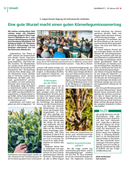 Eine gute Wurzel macht einen guten K&ouml;rnerleguminosenertrag