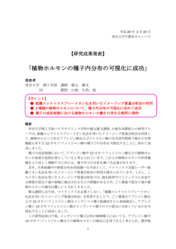 植物ホルモンの種子内分布の可視化に成功