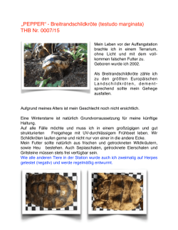 Pepper - Landschildkröten Stuttgart