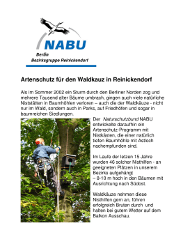 Aufruf zu Waldkauzmeldungen in Reinickendorf 2017