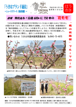 開花迫る！沿道600mに150本の