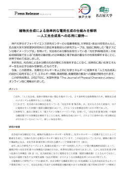 植物光合成による効率的な電荷生成の仕組みを解明