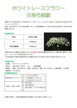 ホワイトレースフラワー 日持ちはどれくらい？