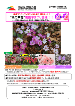 “県の草花”雪割草まつり開催！！ ～一足早い春の訪れを感じる