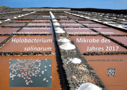 Halobacterium salinarum Mikrobe des Jahres 2017